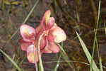 Purple pitcherplant